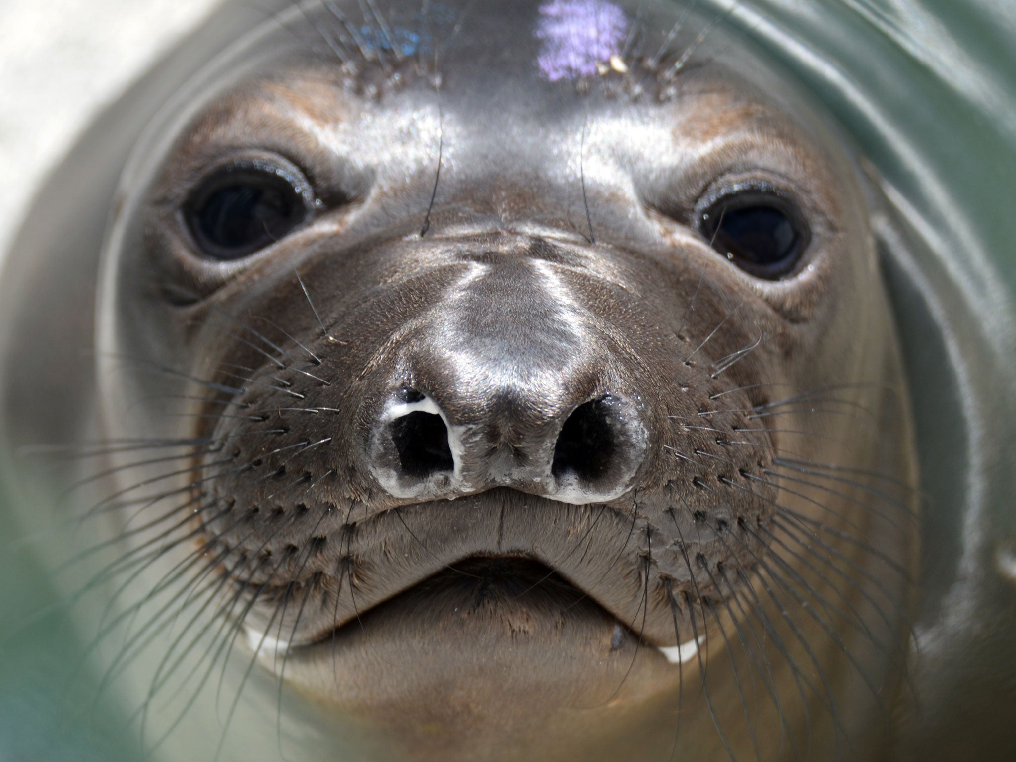 Sea lions at Whipsnade Zoo have had problems with their eyesight