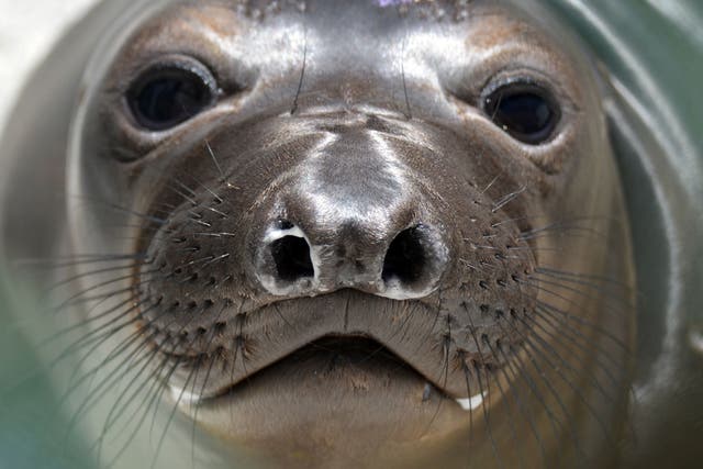 Sea lions at Whipsnade Zoo have had problems with their eyesight