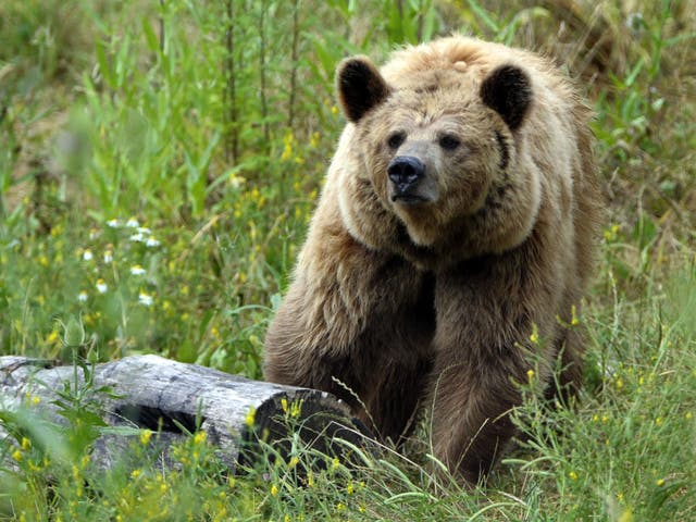 Un oso pardo en Francia. Osos similares a este se utilizan en concursos de cebo de osos en Ucrania