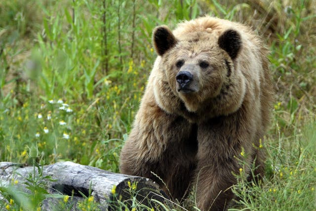A brown bear in France. Bears similar to this are used in bear-baiting contests in Ukraine