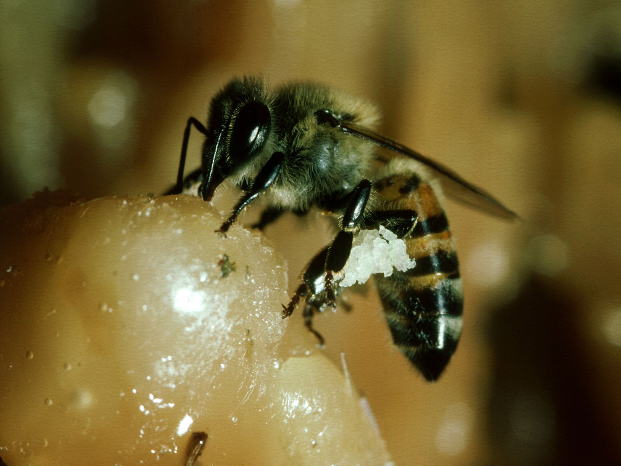 Africanized honey bees are more aggressive than other bees