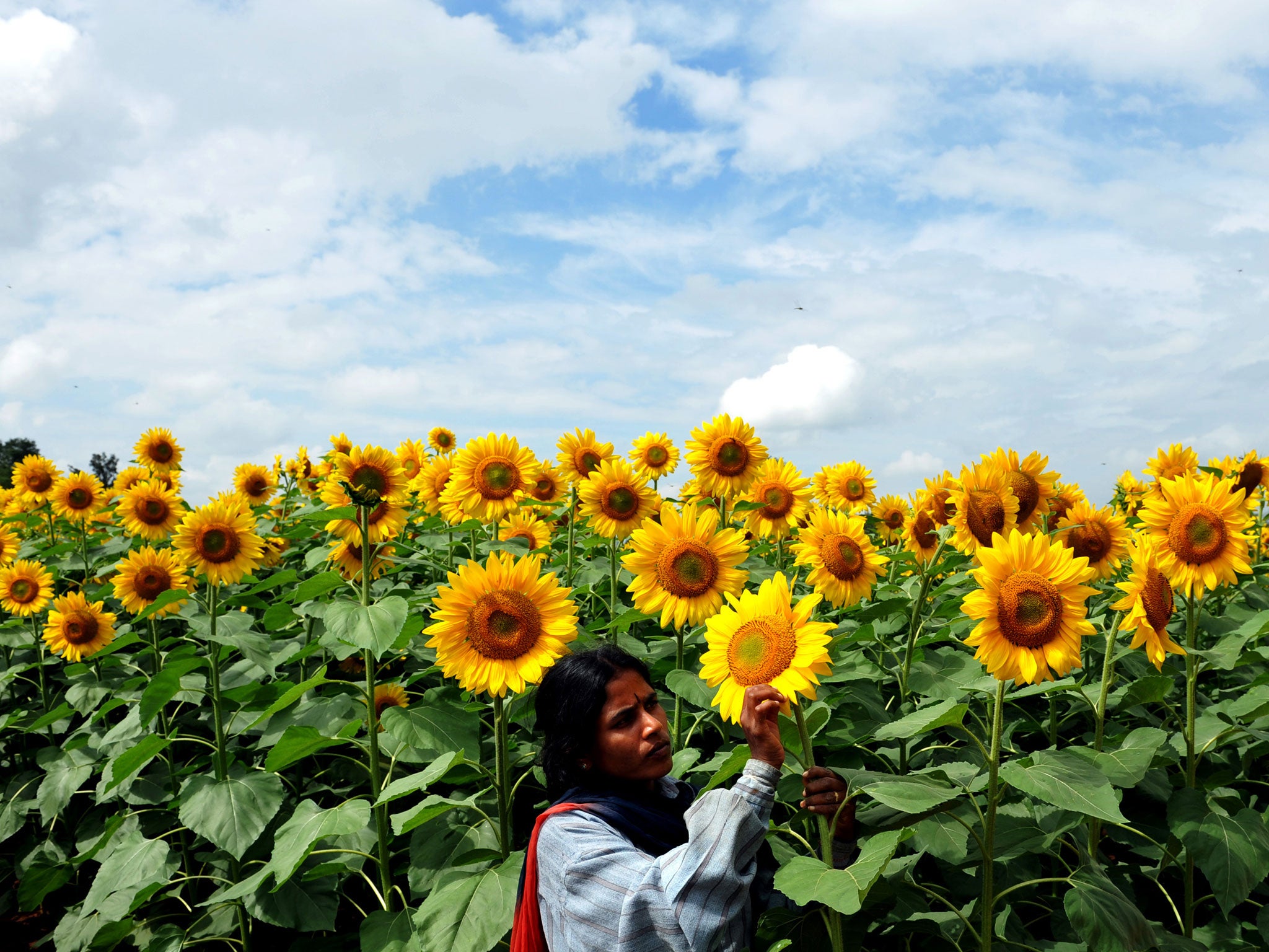 A farmer tends sunflowers, one of the crops in the project