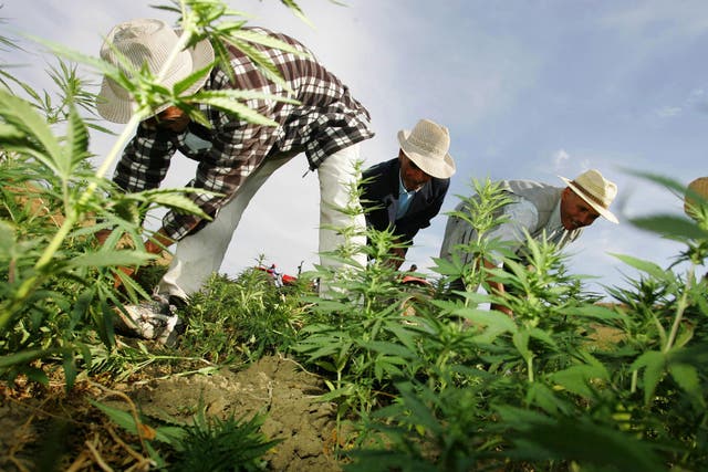 Farmers destroy cannabis plantations under Moroccan police supervision in the northern Moroccan Larache region, pictured here in 2006