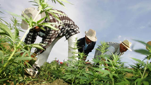 Farmers destroy cannabis plantations under Moroccan police supervision in the northern Moroccan Larache region, pictured here in 2006