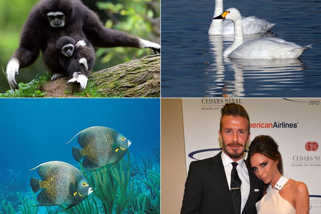 Gibbons, swans, French angelfish and humans can all be monogamous 