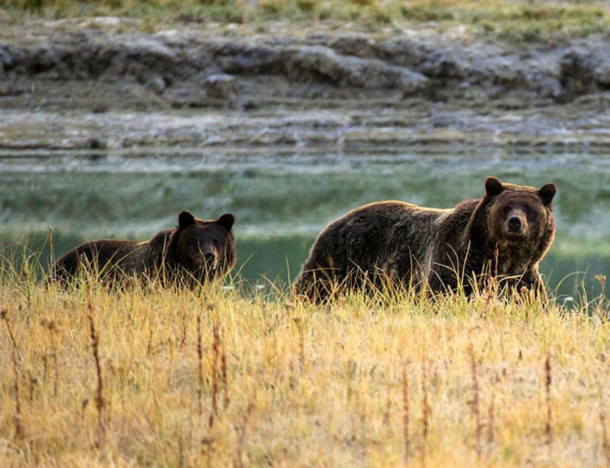 A Grizzly bear mother and her cub in the Yellowstone National Park in Wyoming