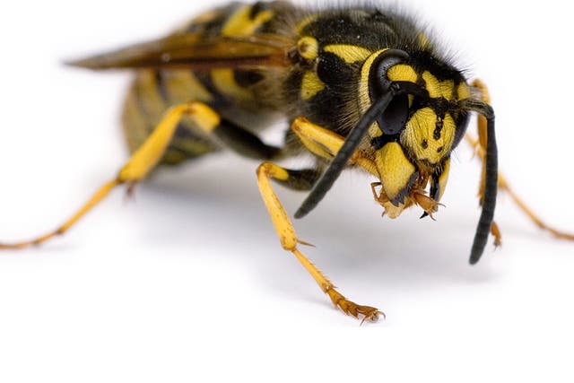Record numbers of “jobless” wasps are more likely to attack us because they are drunk and aggressive, the British Red Cross has warned