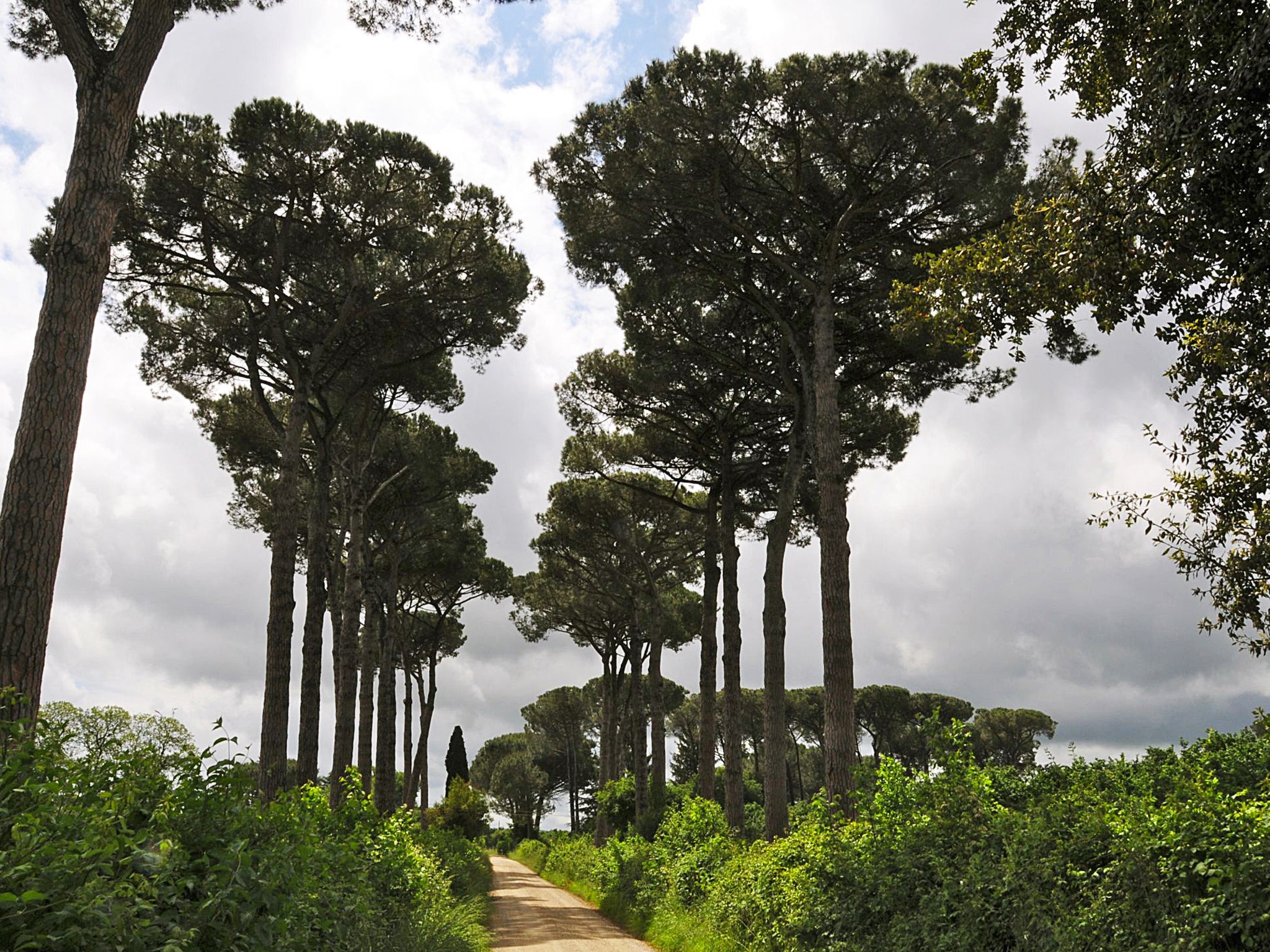 Walk this way: umbrella pines en route to Vetralla