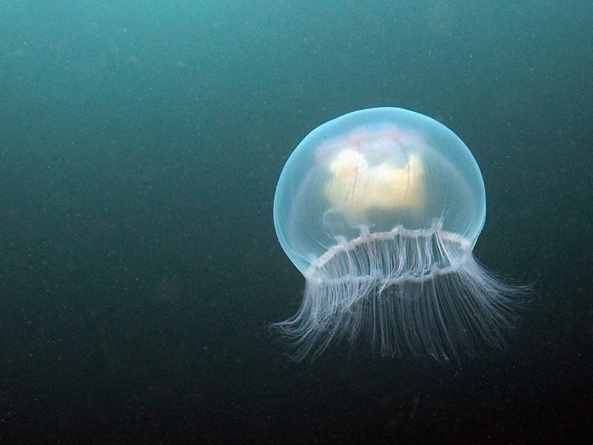 You shouldn't pee on a jellyfish sting like in ‘Friends’ - and other ...