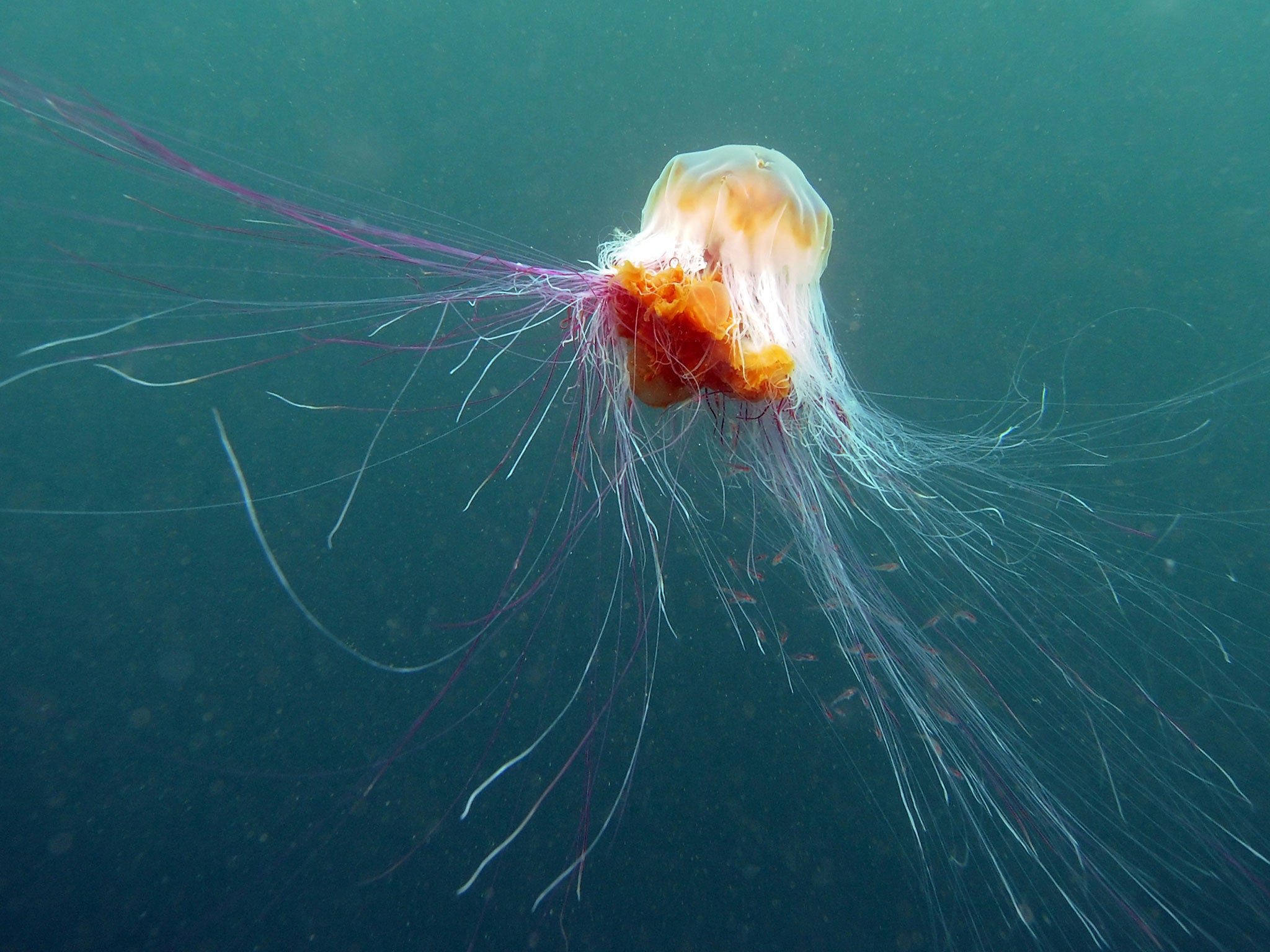 The lion's mane variety of jellyfish is among those booming after a warm July and has a very powerful sting