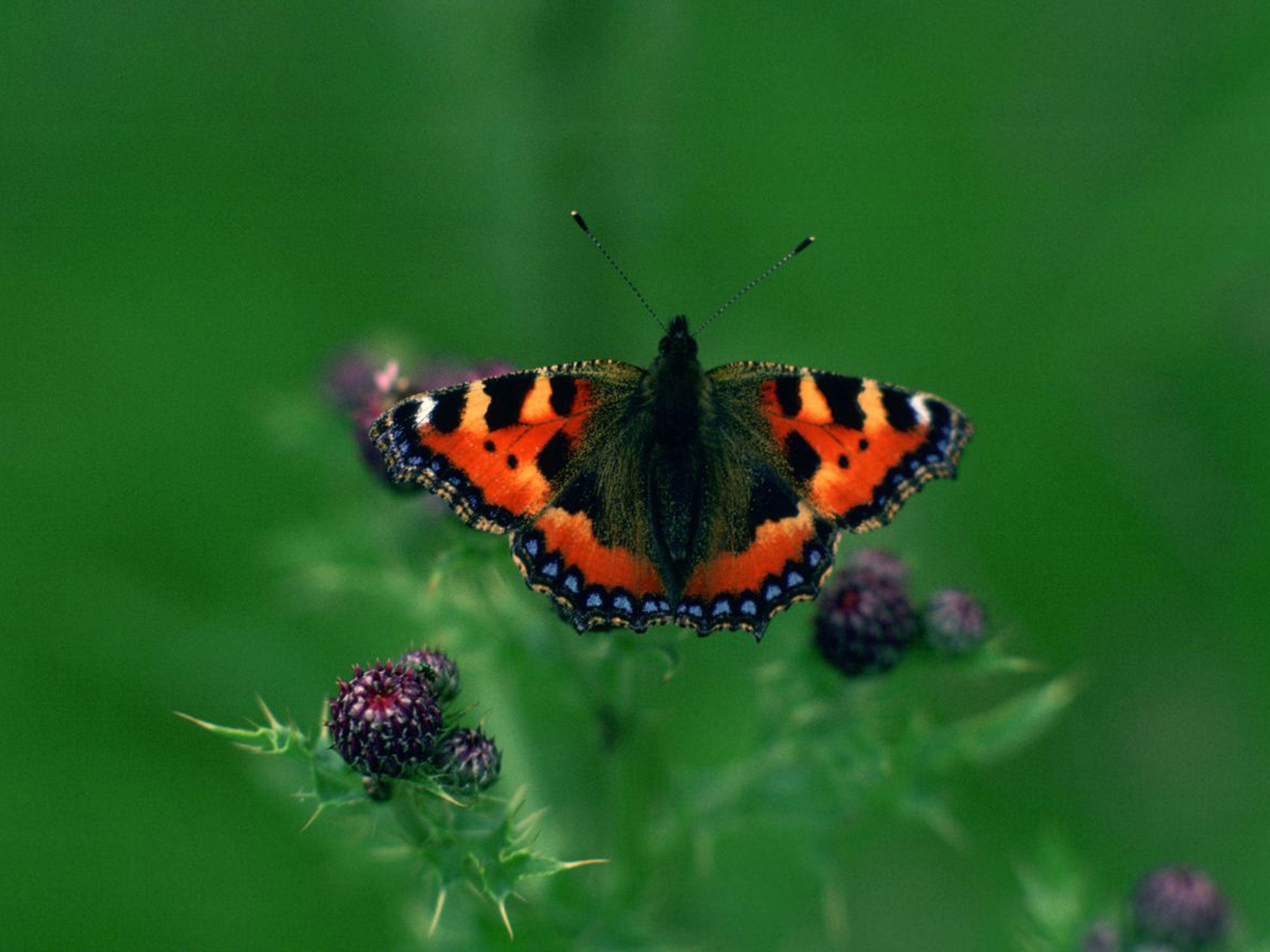 Tortoiseshell Butterfly, England, United Kingdom.