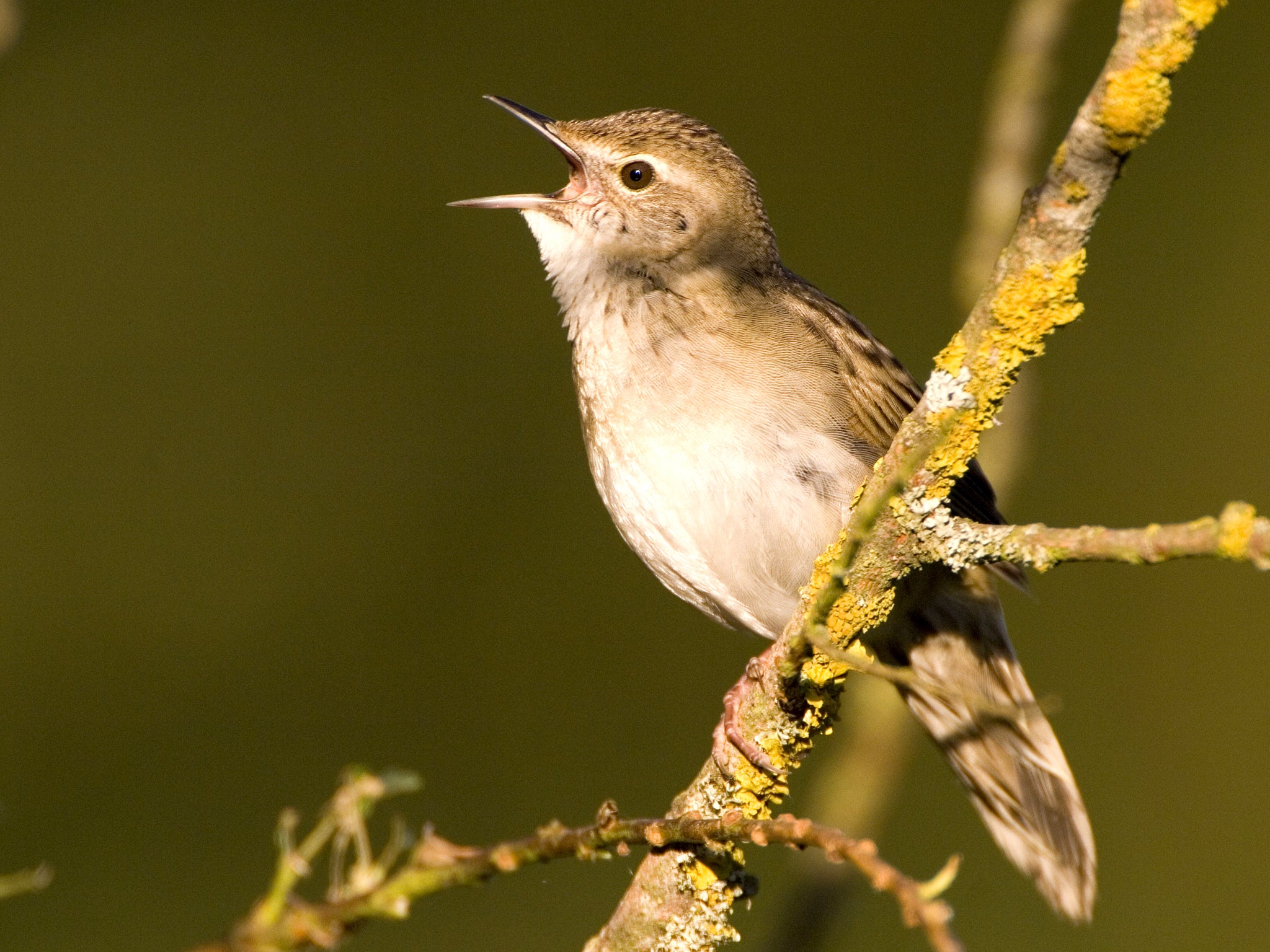 Grasshopper Warblers visiting Britain dropped by nearly three quarters last spring (Rex)