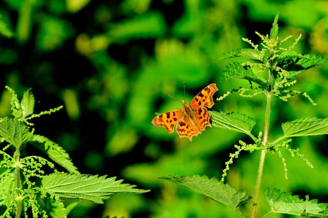 Many gardeners treat nettles as weeds, yet they are an important source of food for the caterpillars of various butterflies