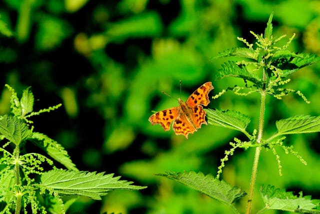 Many gardeners treat nettles as weeds, yet they are an important source of food for the caterpillars of various butterflies