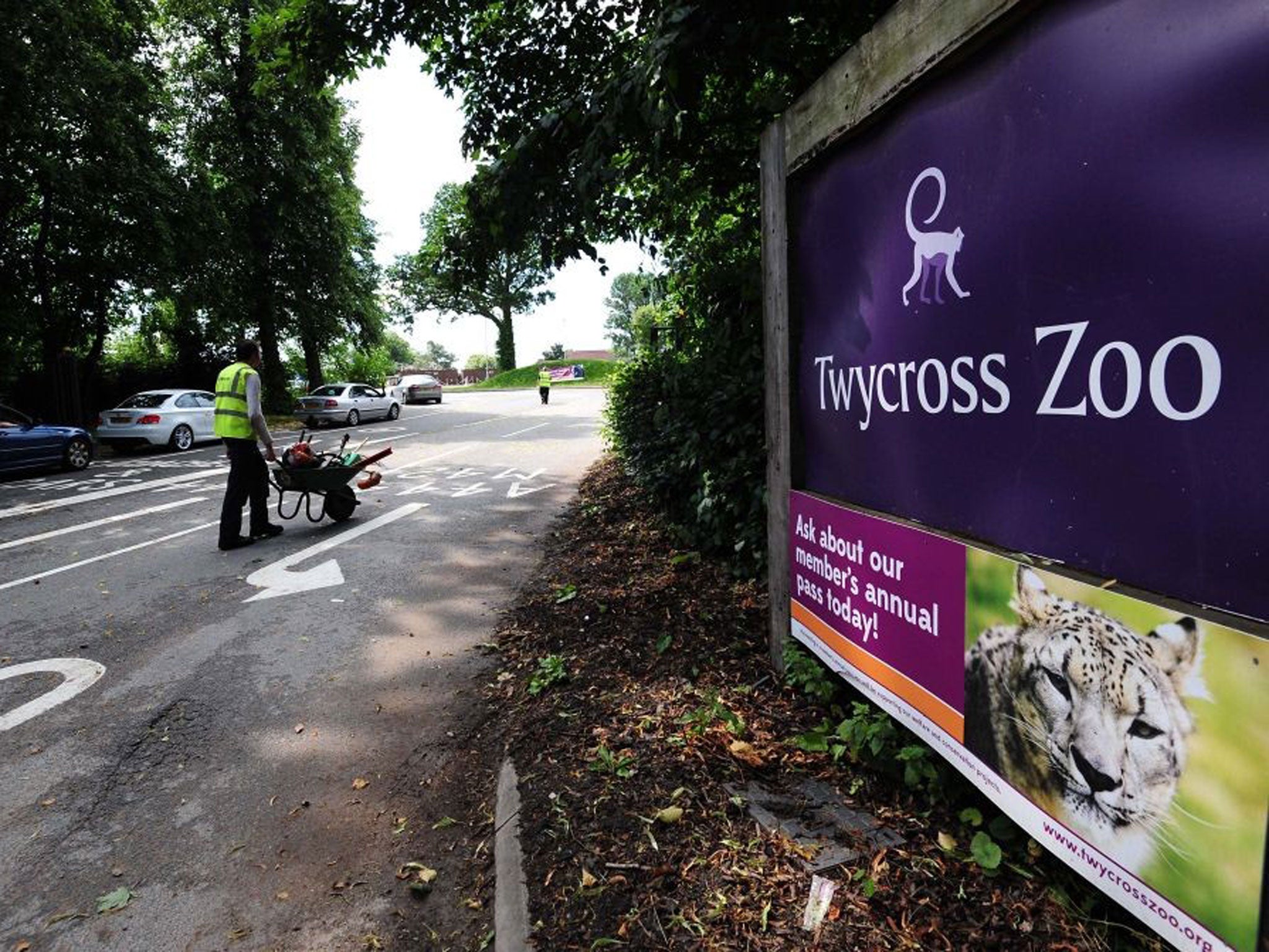 Twycross Zoo has since reopened after the incident earlier this morning in which a group of chimpanzees got into a ‘secure service area’ of their enclosure while being transferred between areas.