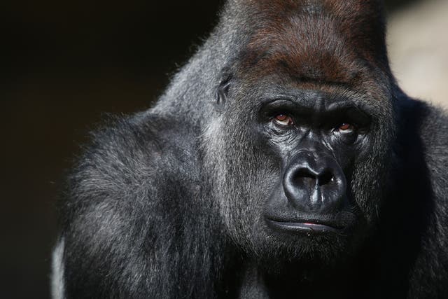 A world-renowned gorilla expert was killed after a chef she sacked bore a grudge