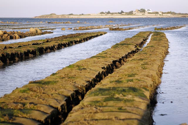 In peril: Up to 80 per cent of oysters are dying in shellfisheries on the French coast