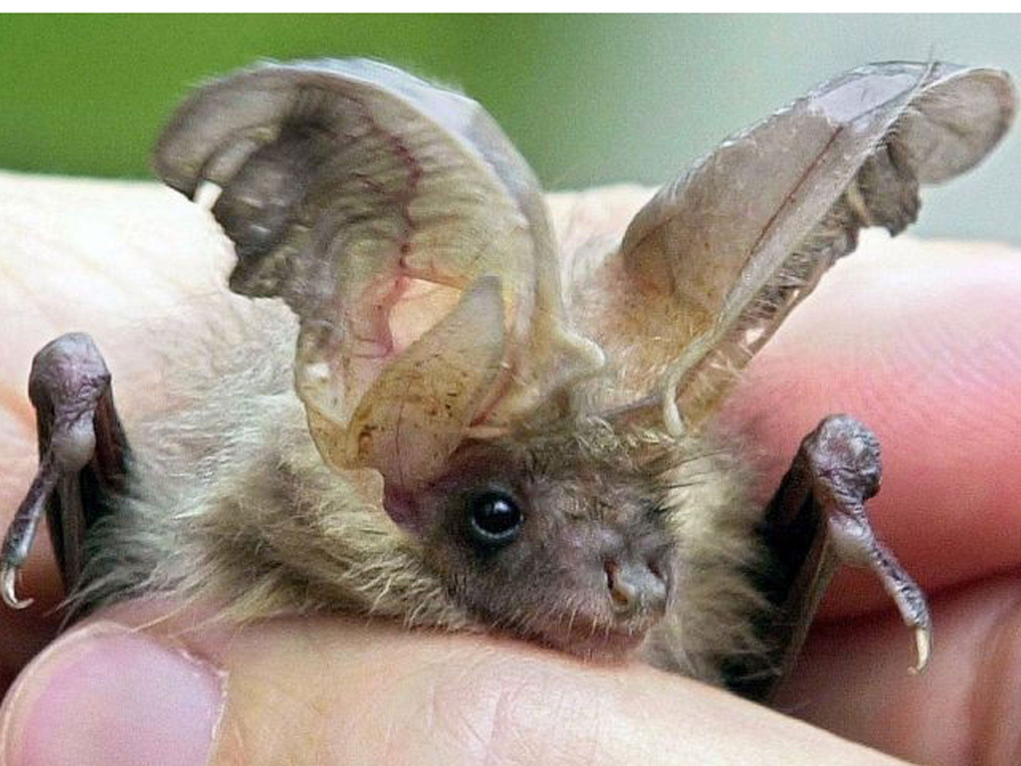 Rare long-eared bats are facing extinction