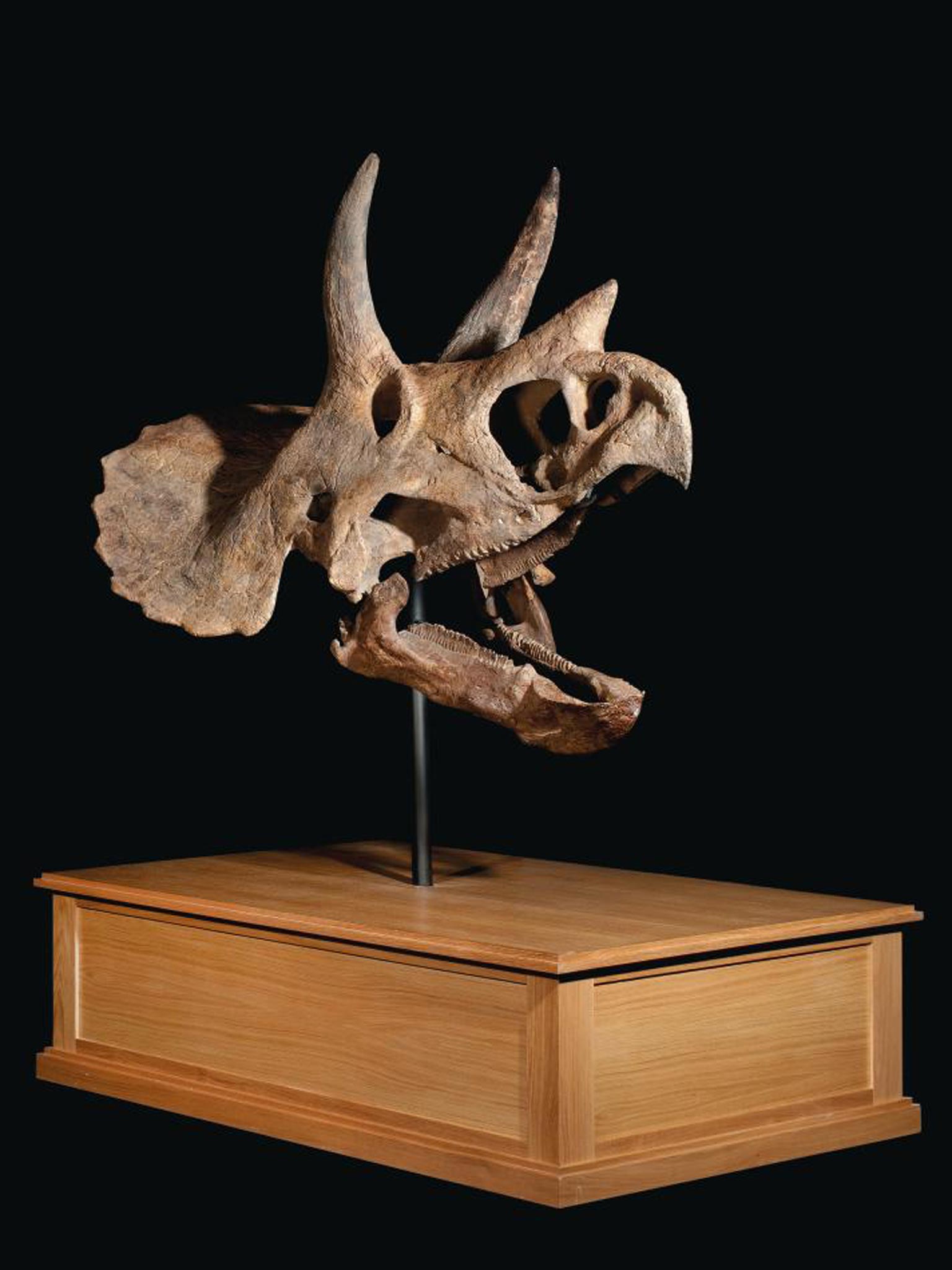 Lot 99: The skull of a triceratops Hell Creek
formation, Montana From the Maastrichtian, late Cretaceous
(68-65 Mya), the skull of a Triceratops prorsus , mounted on stand. Estimate: £150,000-250,000