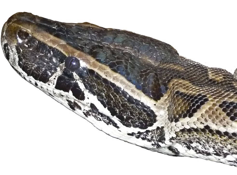 Two boys in Canada have been killed in their sleep by an African rock python