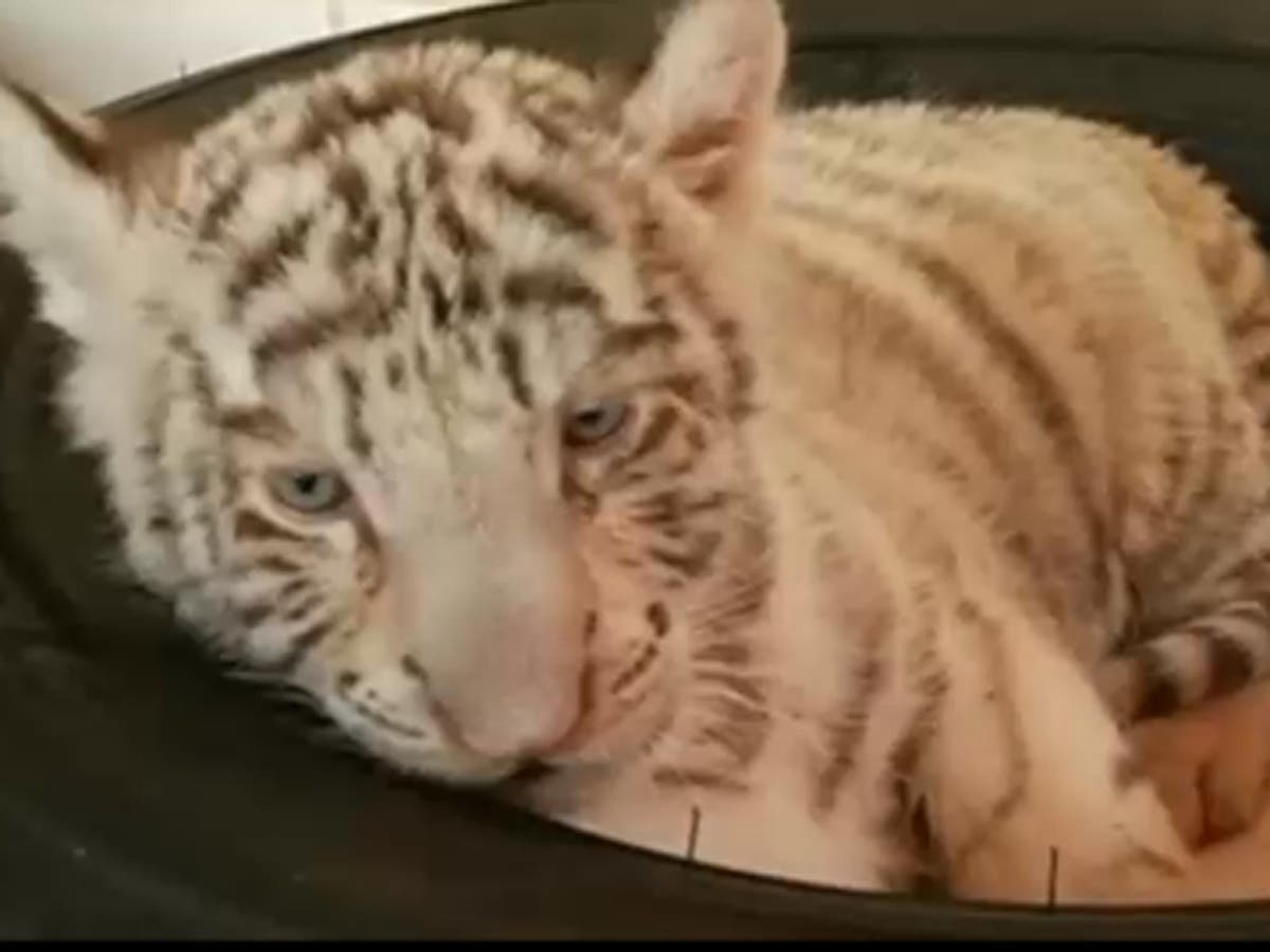 Cute white tiger cubs play at Peru zoo - Headlines, features