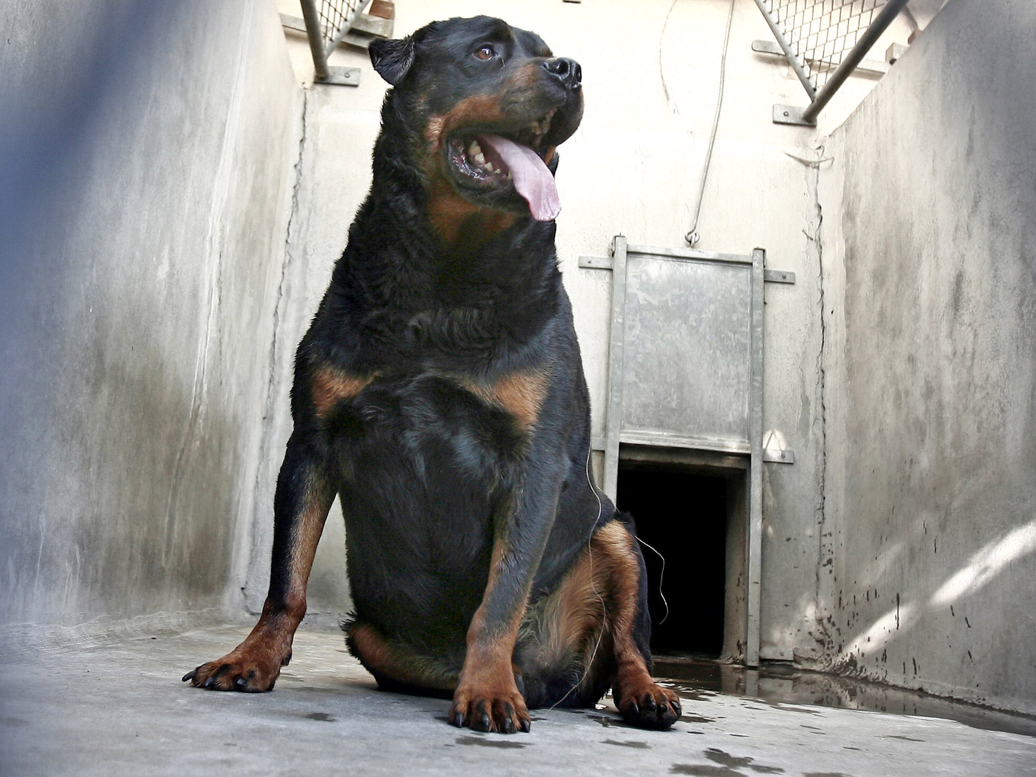 Rottweilers are often used as guard dogs