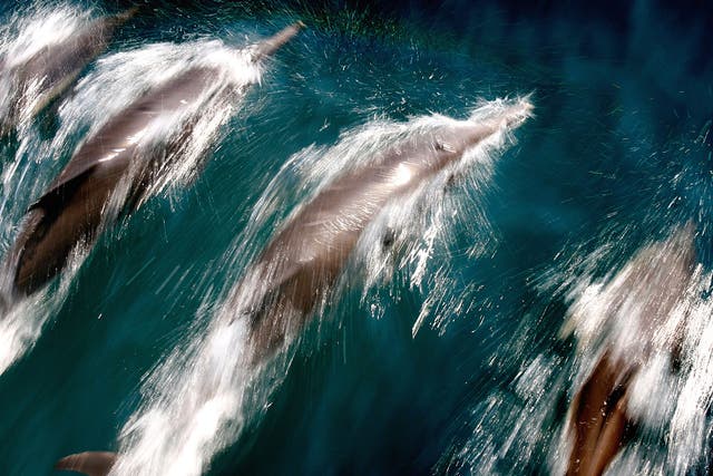 Dolphins will mimic a close companion’s whistle to get them to respond