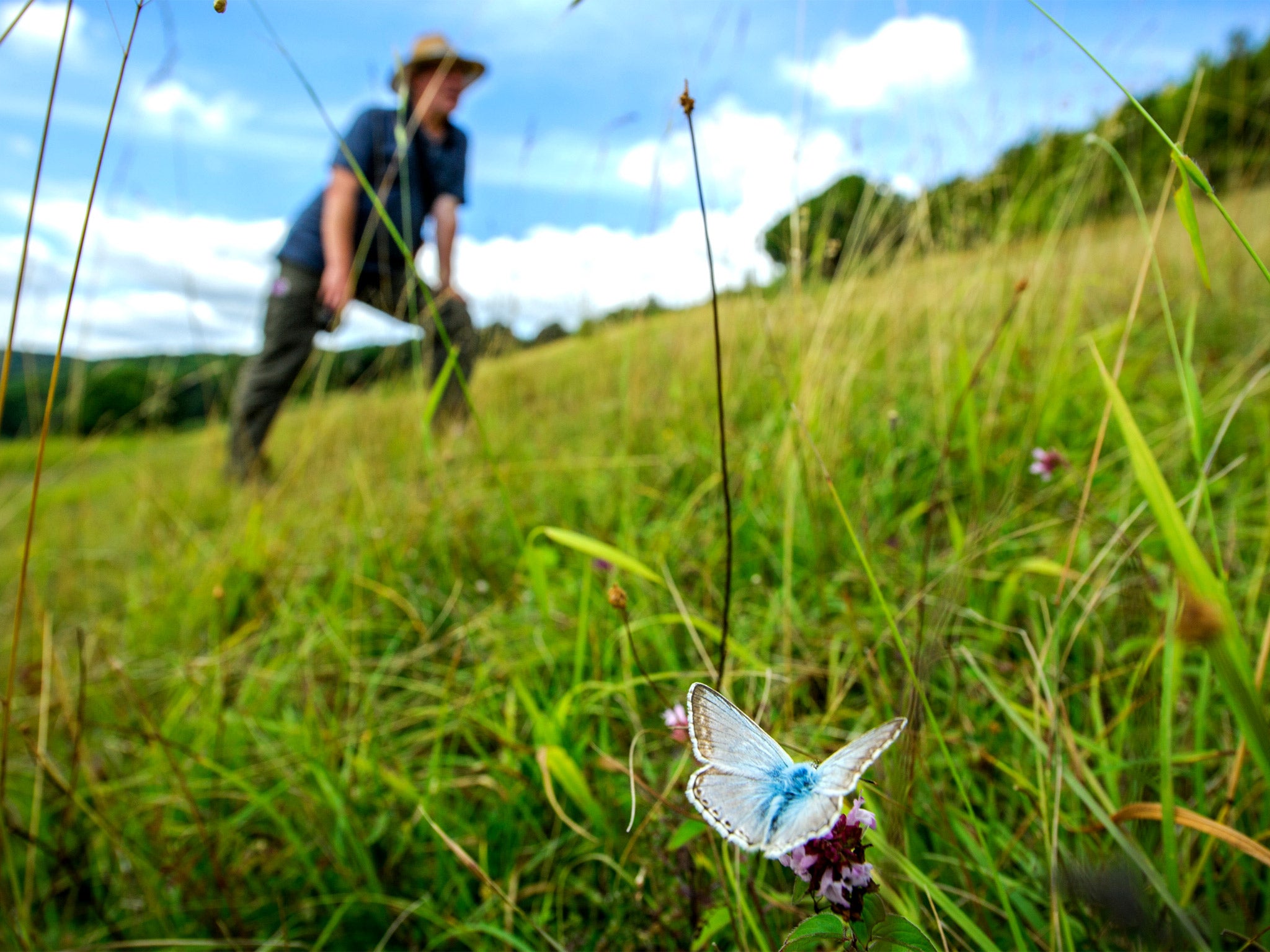 There's one over here!: Butterfly expert Matthew Oates goes looking for winged beauties