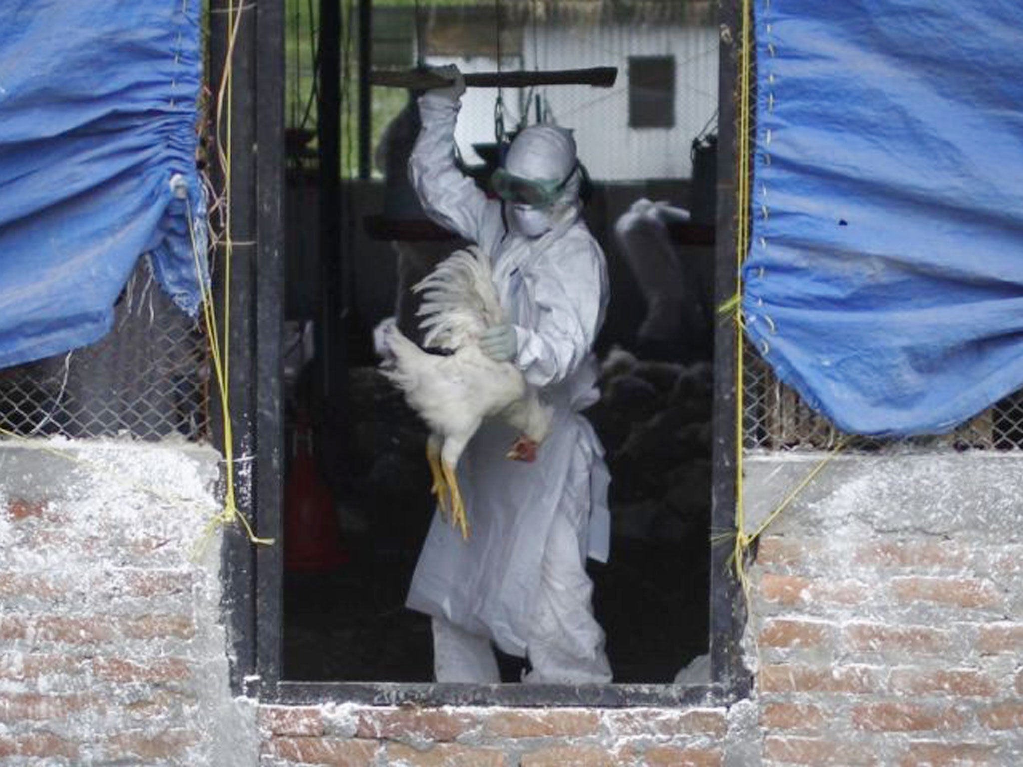 Deadly new strain of bird flu has been transmitted from person to person for the first time