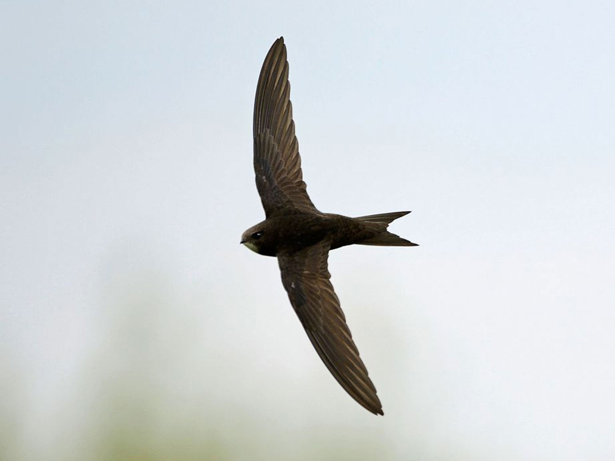 Common Swift Apus apus Norfolk