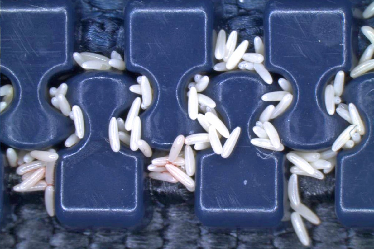 Lords of the flies: How scientists are using maggots to help solve ...