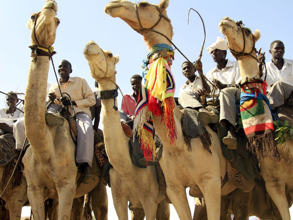Ship Of The Desert Camels Of Arabia Suspected Of Carrying Deadly Virus Cargo The Independent The Independent