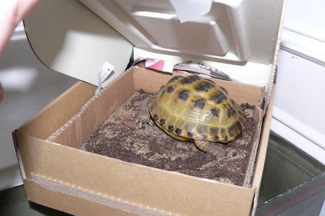 Rebecca Armstrong's tortoise, Nimrod, hibernates annually in the fridge