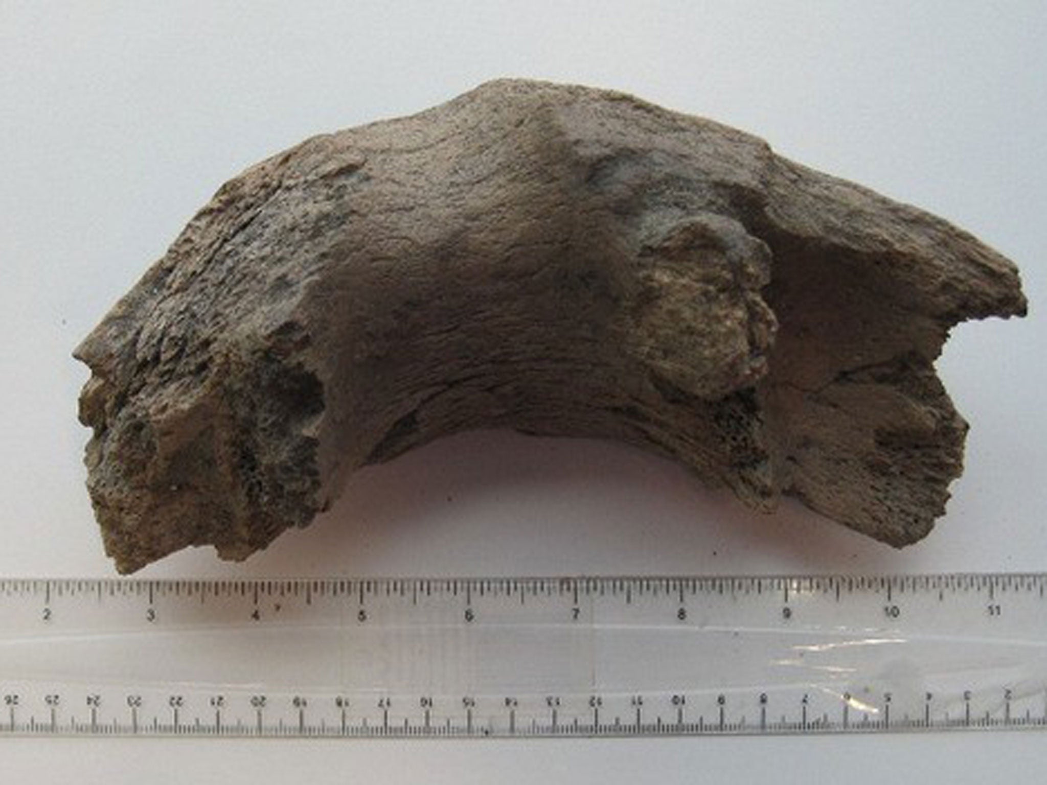 Bison and mammoth bones, Royal Oak and Canary Wharf: A 68,000-year-old river channel close to the River Westbourne has been found to contain the bones from species long extinct in the British Isles, including prehistoric reindeer, bison and mammoth. The warming of the climate 10,000 years ago caused the animals to die out.