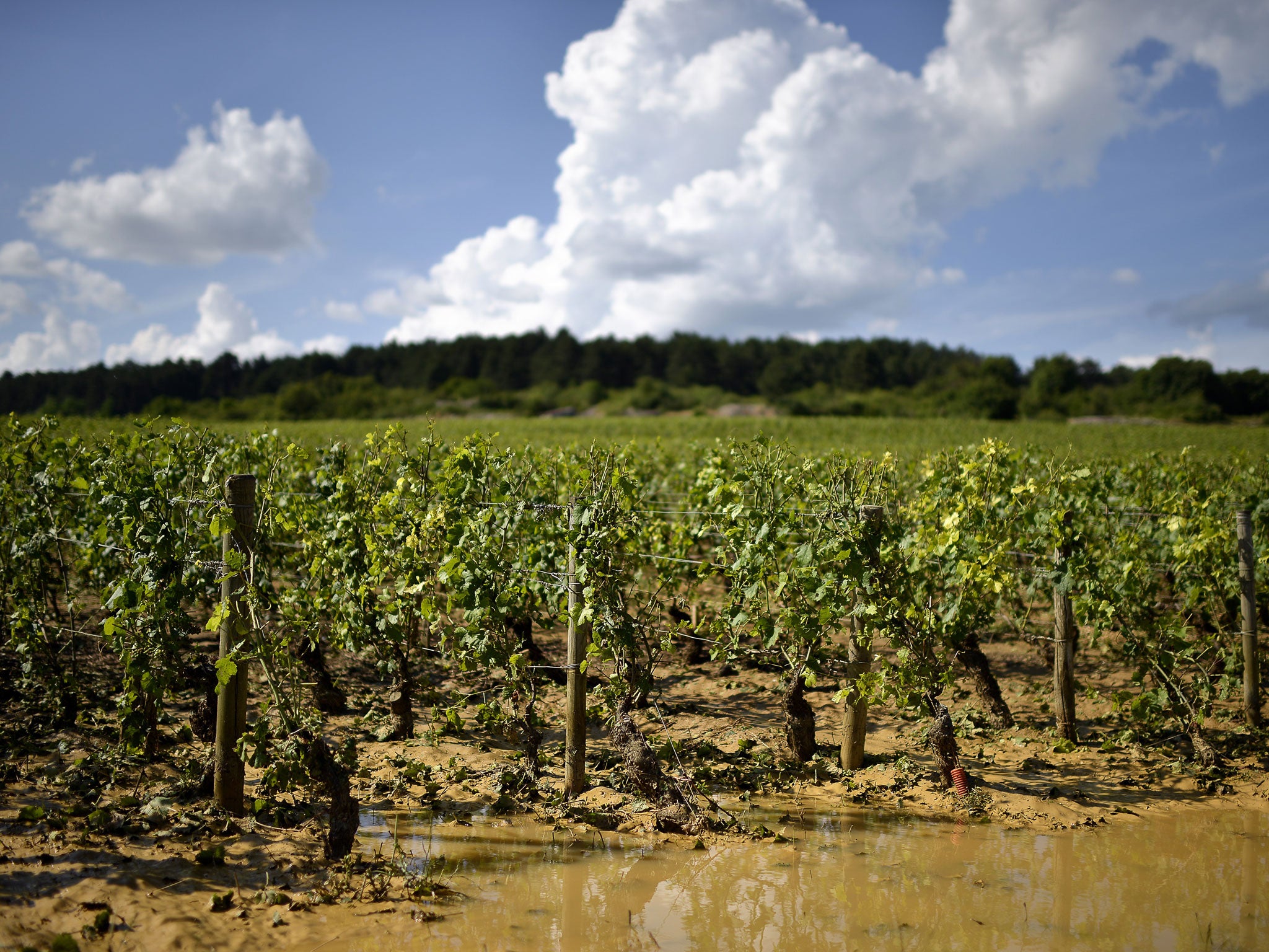 A violent hailstorm in Burgundy last month destroyed 70 per cent of the crops on some estates