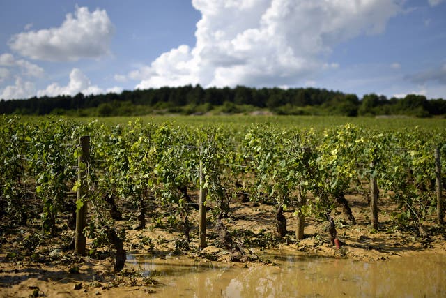 A violent hailstorm in Burgundy last month destroyed 70 per cent of the crops on some estates