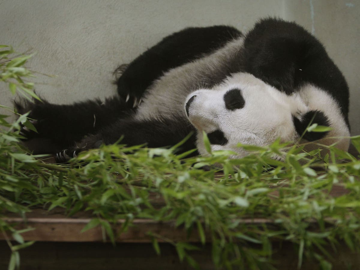 Большая панда сколько живут. Панда в зоопарке. Панды есть в зоопарках России. Зоопарк Москва животные Панда.