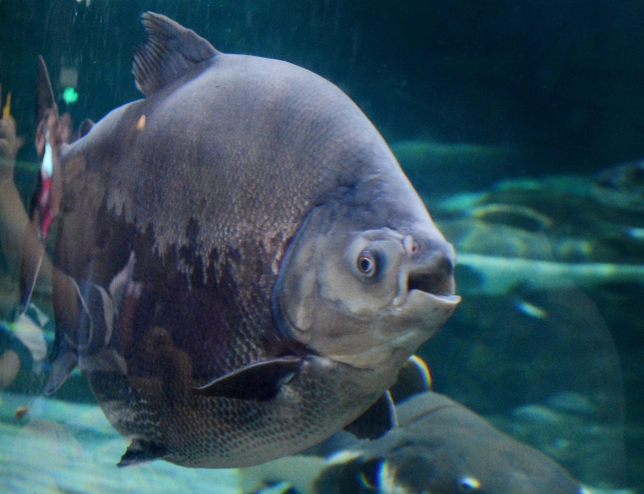 pacu fish vs piranha