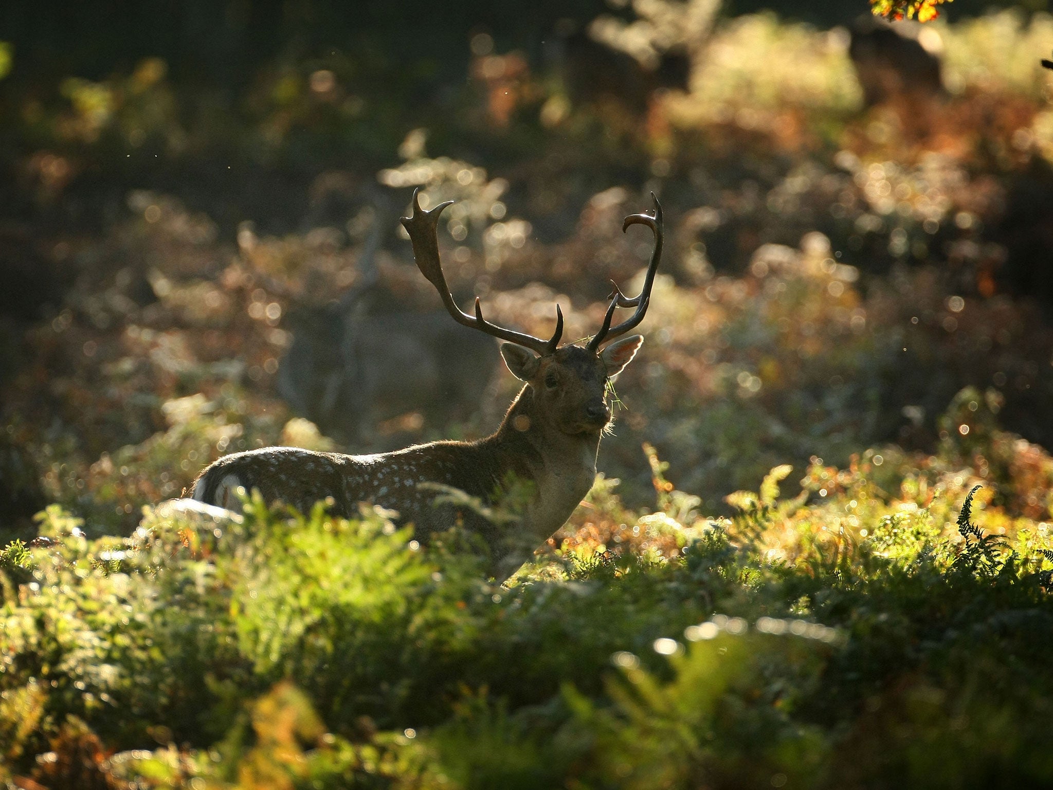 Stag weekend: Take a break in the woods