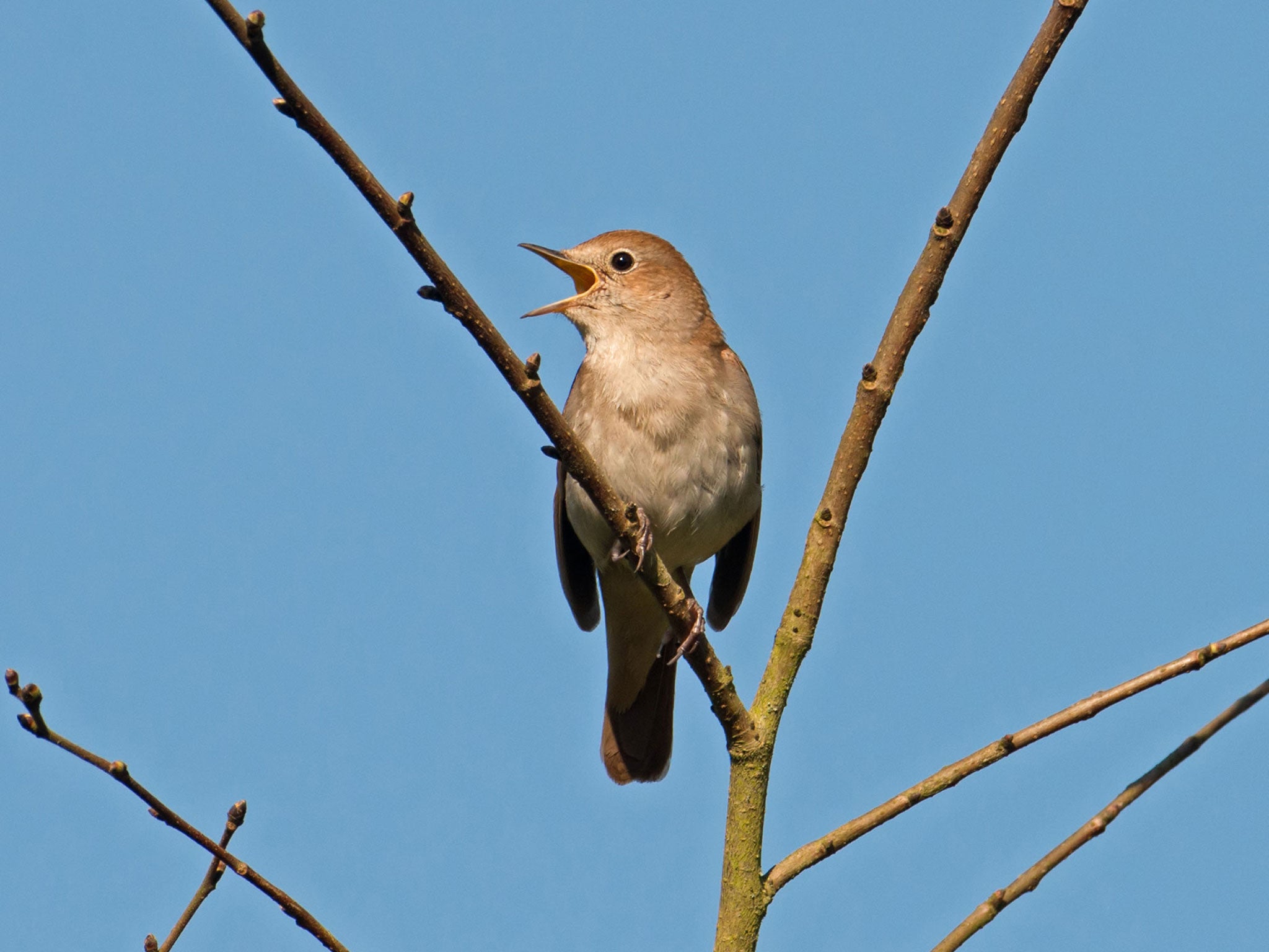 Young male nightingales are no match for their older counterparts