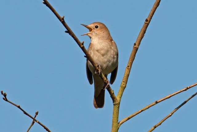 Young male nightingales are no match for their older counterparts