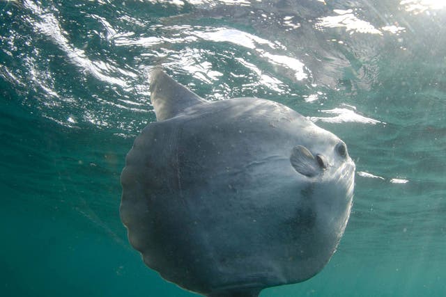 Sunfish are seen as a delicacy in Japan, Taiwan and the Korean peninsula