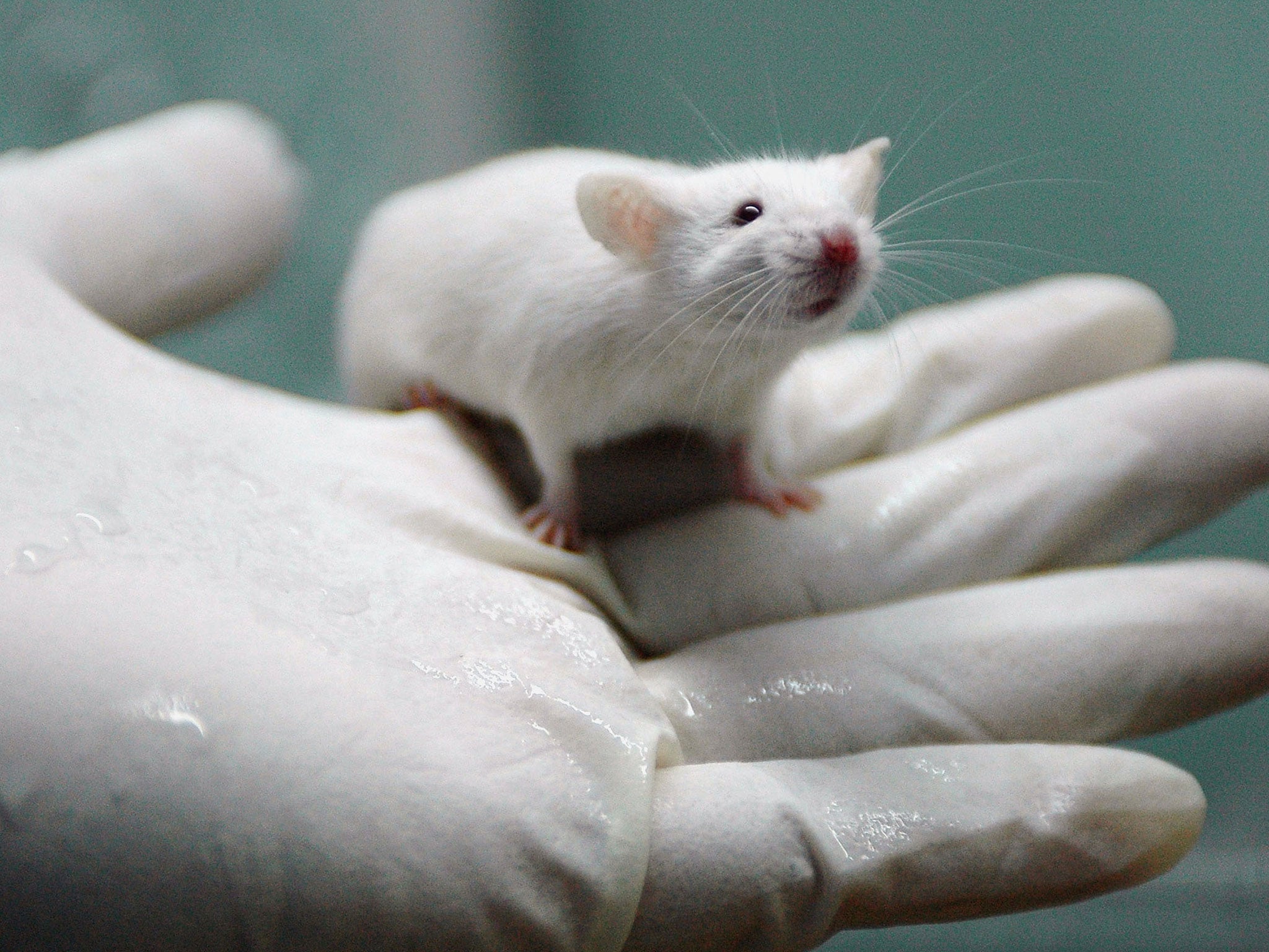 Scientists say they have observed brain activity in dying rats that may shed light on the mystery of human near death experiences
