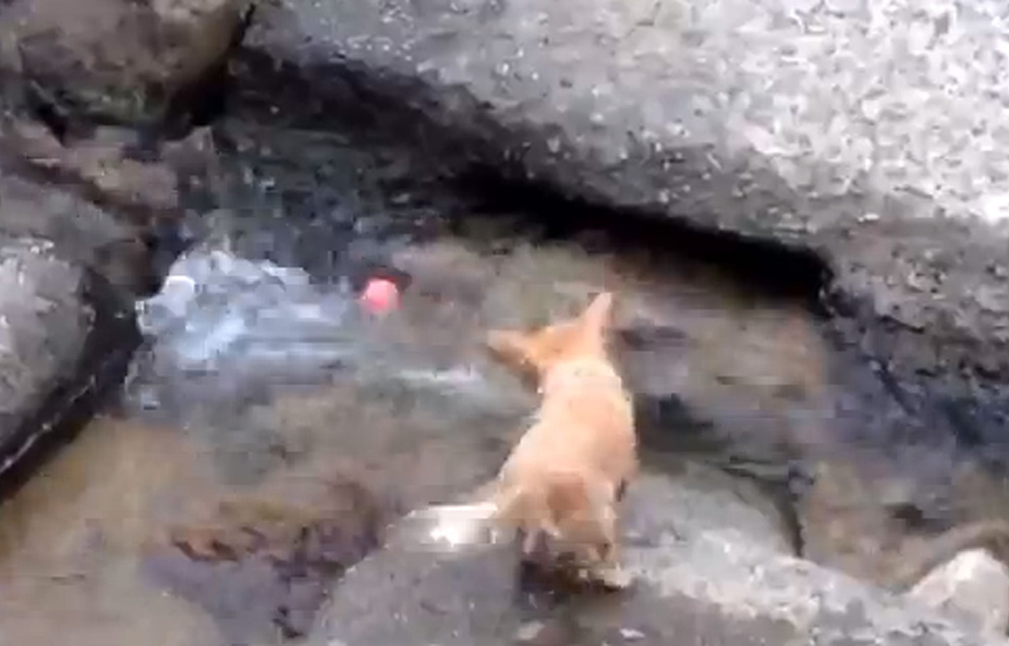 A video of a dog using a river current to play a solo game of ‘fetch’ has gone viral.
