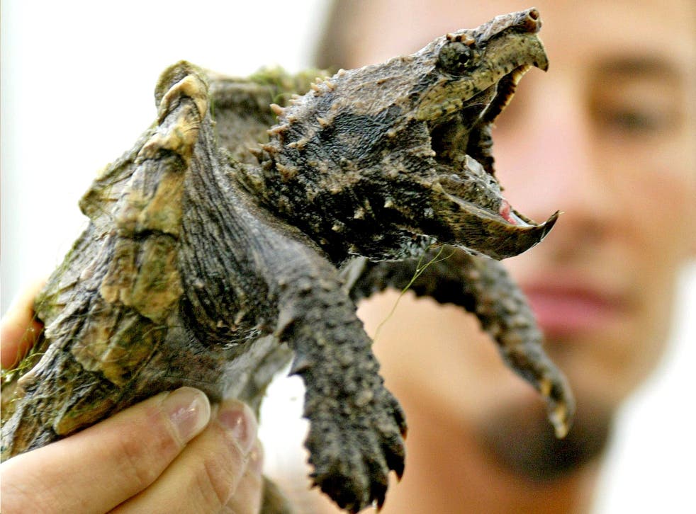 An alligator snapping turtle 'eats almost anything it can catch'