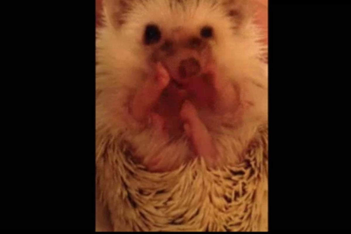 Video: Cute hedgehog washing itself goes viral | The Independent | The ...