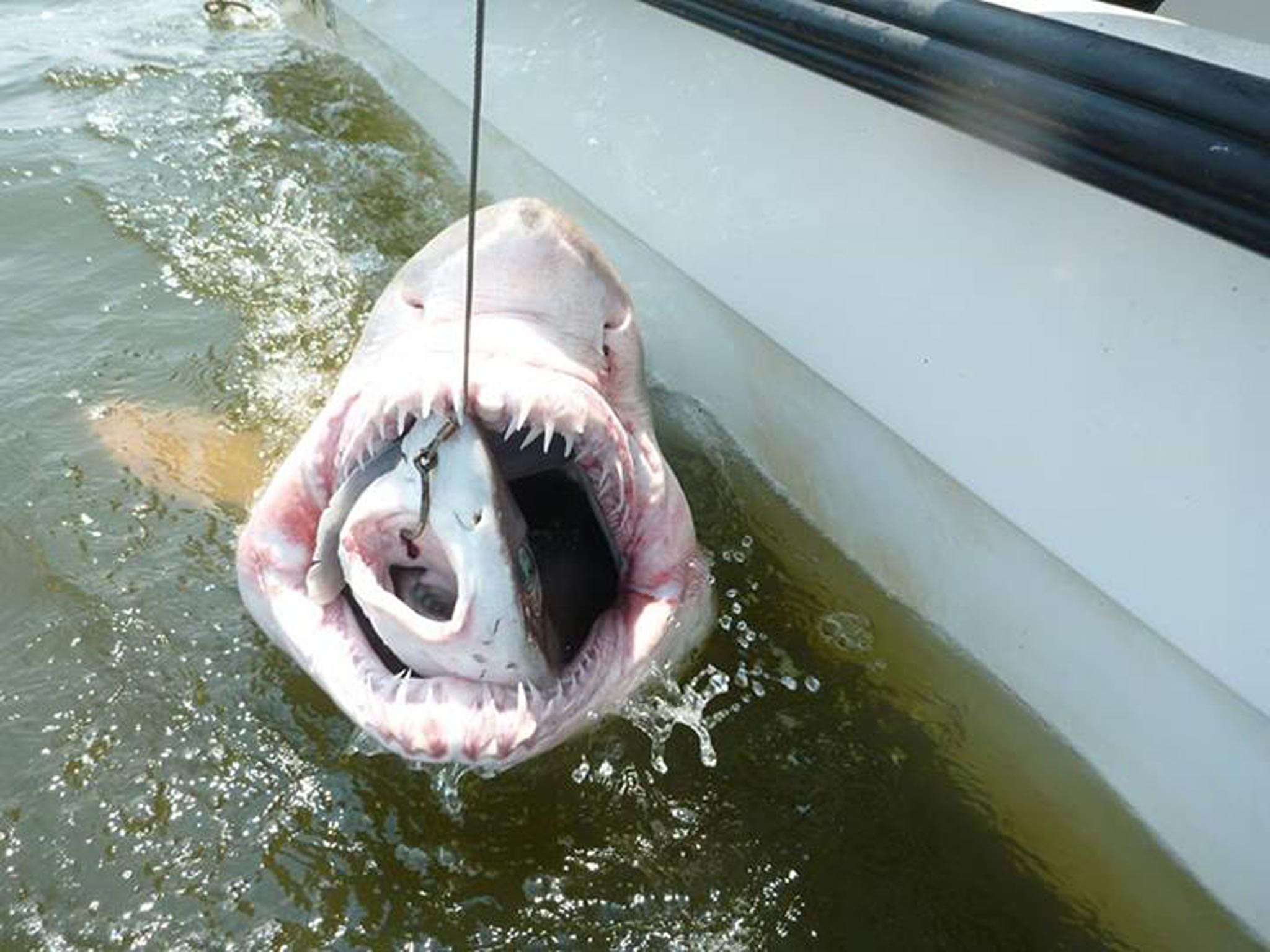 A shark snaps up an unlucky dogfish