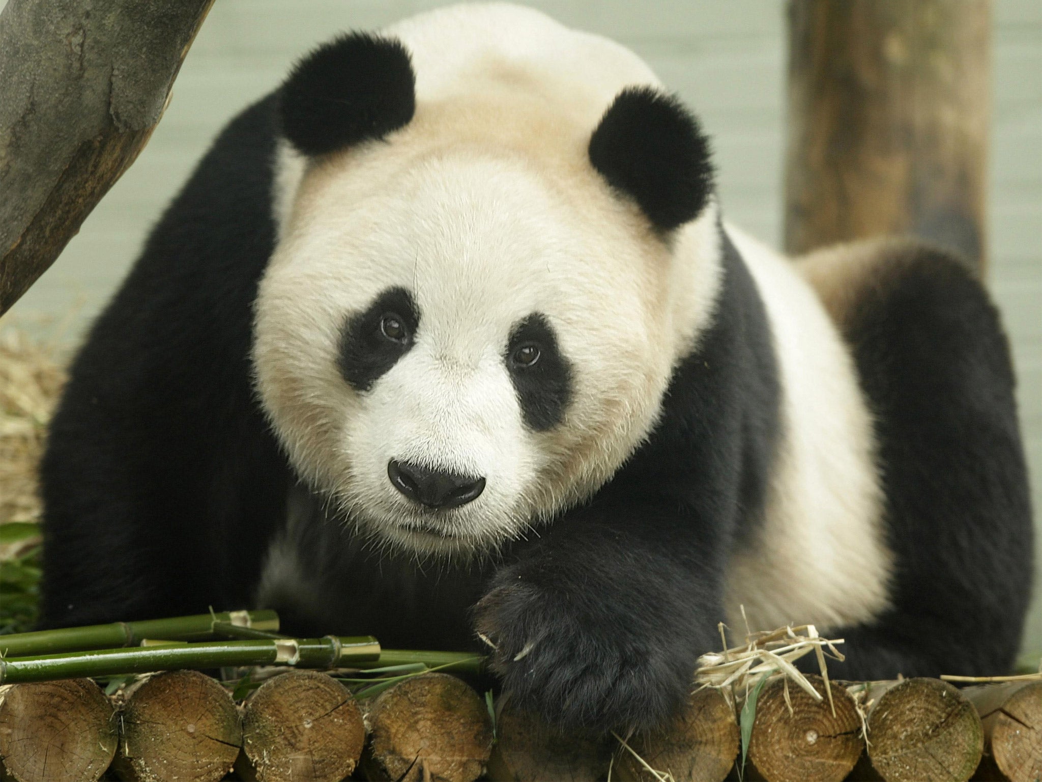 Yang Guang the panda at Edinburgh Zoo