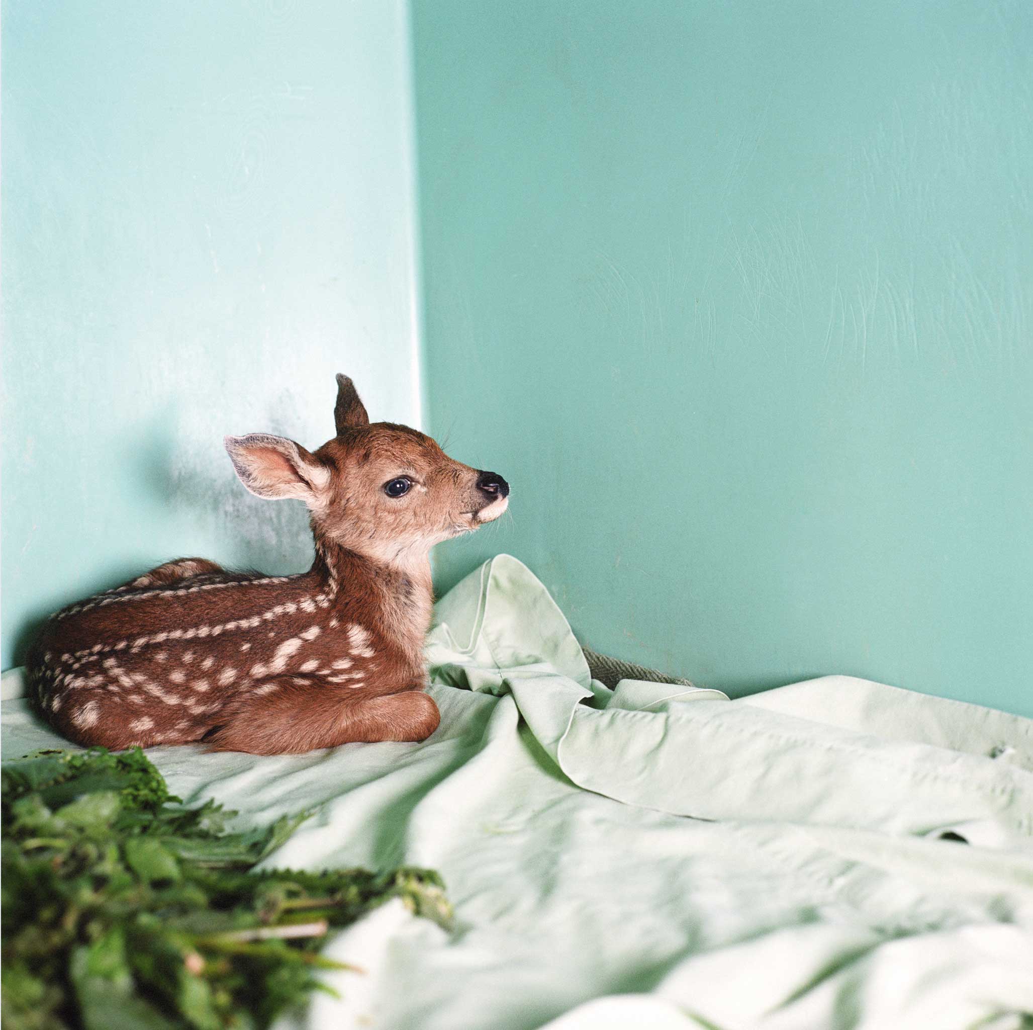 A young fawn in her holding cage at the Sarvey Wildlife Care Center