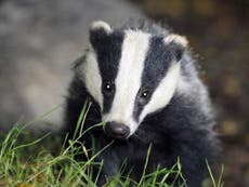 Viscountess ‘would like a machine gun’ to shoot badgers she blames for killing 200 lambs on her estate